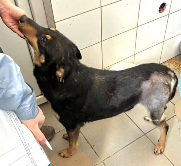 NENA (♀) - hatte Hüft-OP nach Autounfall - ausgereist zur Tierhilfe Lebenswert DR 27.06.25 – Bild 2