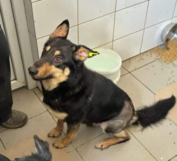 NENA (♀) - hatte Hüft-OP nach Autounfall - ausgereist zur Tierhilfe Lebenswert DR 27.06.25 – Bild 5