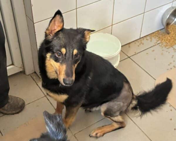 NENA (♀) - hatte Hüft-OP nach Autounfall - ausgereist zur Tierhilfe Lebenswert DR 27.06.25 – Bild 10