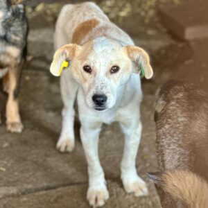 ALFIE (♂) - ausgereist zur Tierhilfe Lebenswert (AM)