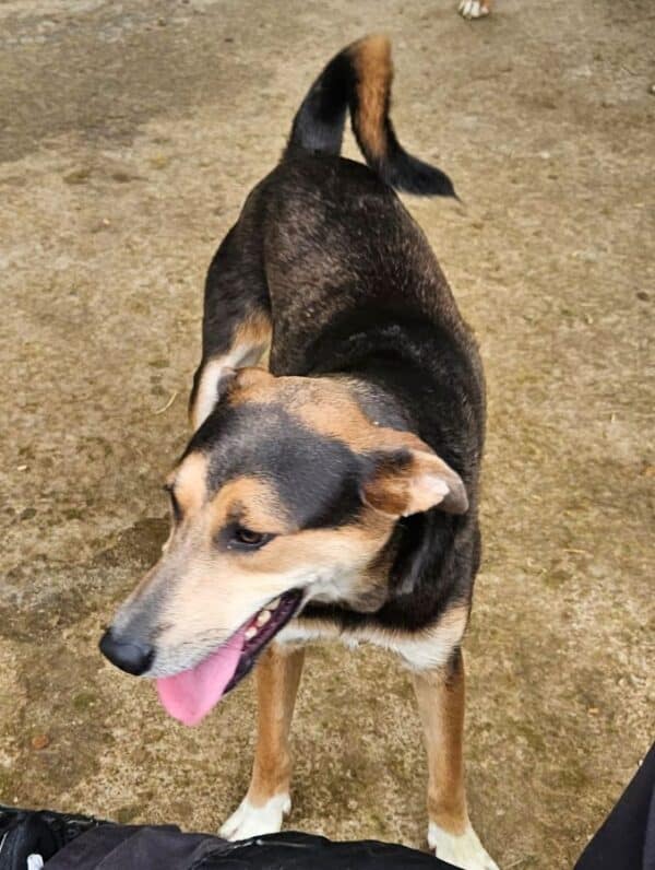 ANAYA (♀) – Bild 4