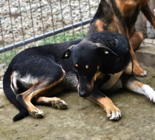 BILLE (♀) – Bild 2