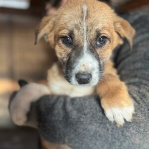 DANUTA (♀) - ausgereist zur Tierhilfe Lebenswert DR 28.02.2025