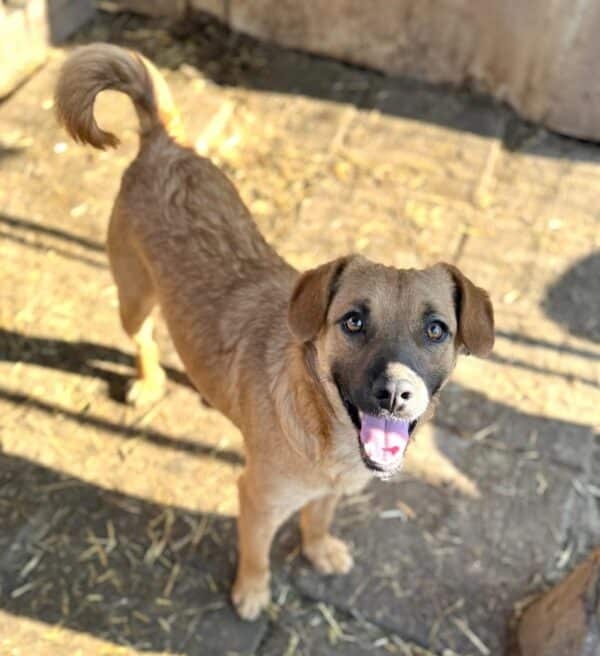CAZI (♂) - ausgereist zu Tiere in Not Odenwald e.V. (PM) – Bild 3