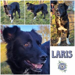 LARIS (♂) in 65205 Wiesbaden - vermittelt