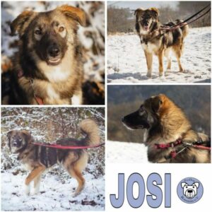 JOSI (♀) in 61276 Weilrod - vermittelt