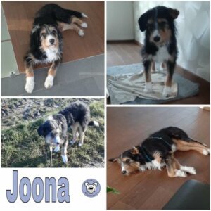 Joona (♀) in 30982 Pattensen - vermittelt