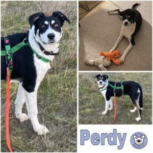 Perdy (♀) in 26384 Wilhelmshaven - vermittelt
