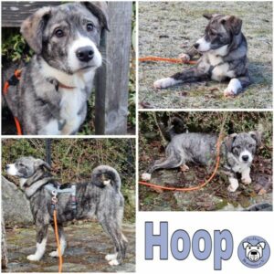 Hoop (♀) in 74214 Schöntal - vermittelt