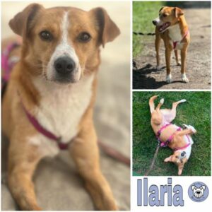 ILARIA (♀) in 50126 Bergheim reserviert (20/02 MH) - vermittelt