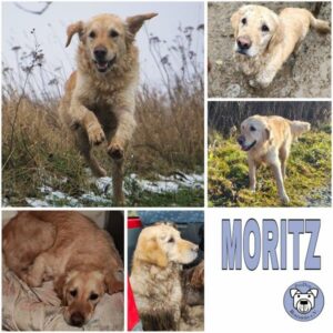 Moritz (♂) in 99636 Ostramondra - vermittelt