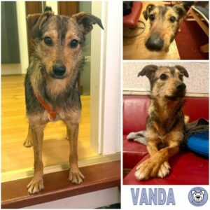 VANDA (♀) in 24229 Strande -vermittelt