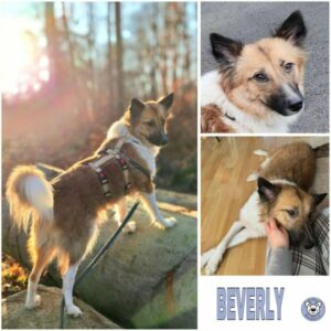 BEVERLY (♀) in 63773 Goldbach - vermittelt