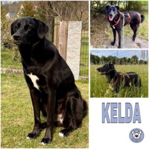 KELDA (♀) in 75378 Bad Liebenzell