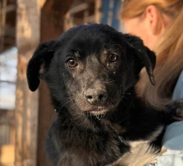 POLLY (♀) - ausgereist zu Tiere in Not Odenwald e.V. (PM)