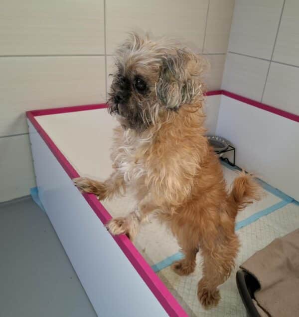 TARAH - Gnadenplatzhund seit dem 21.12.2024 - RBB 07/2025 – Bild 6