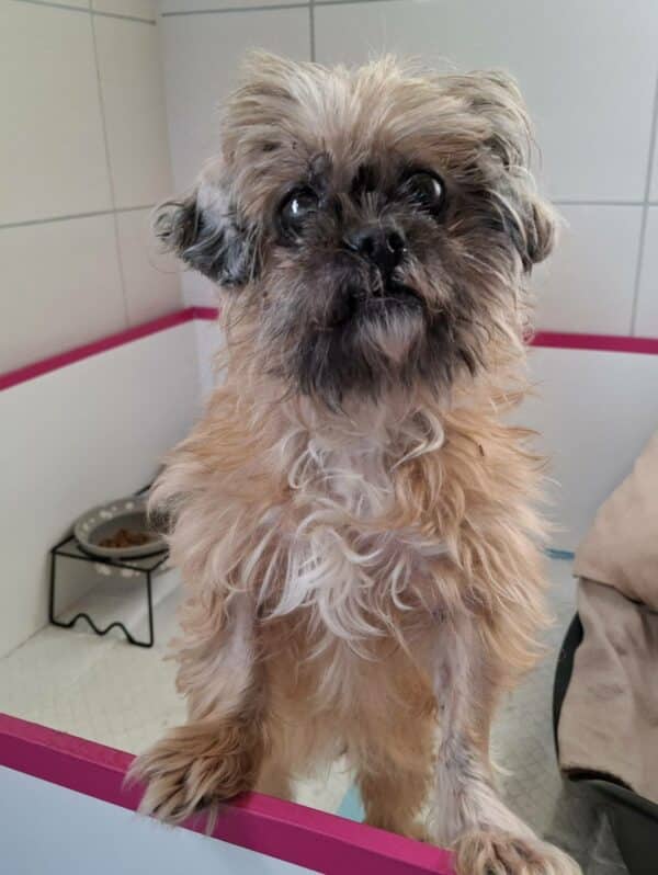 TARAH - Gnadenplatzhund seit dem 21.12.2024 - RBB 07/2025 – Bild 7