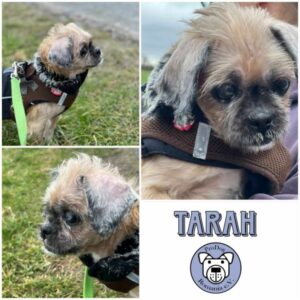 TARAH - Gnadenplatzhund seit dem 21.12.2024 - RBB 07/2025