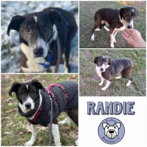 RANDIE - Gnadenplatzhund seit dem 12.10.2024