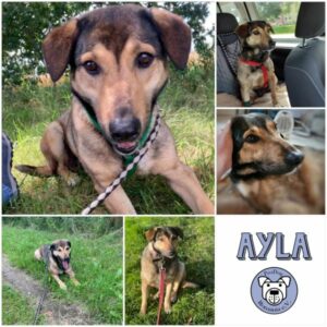 AYLA- Gnadenplatzhund seit dem 19.02.2025