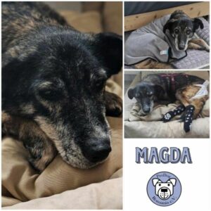 MAGDA - Gnadenplatzhund seit dem 23.11.2024