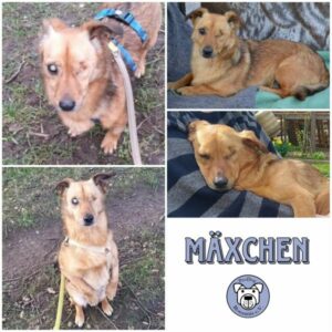 MÄXCHEN- Gnadenplatzhund seit dem 19.02.2025