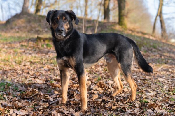CAIO (♂) in 21435 Stelle - RBB 08/2025 – Bild 2