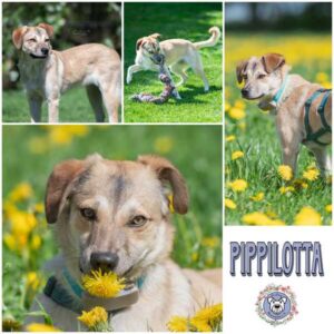 PIPPILOTTA (♀) in 21493 Möhnsen - vermittelt