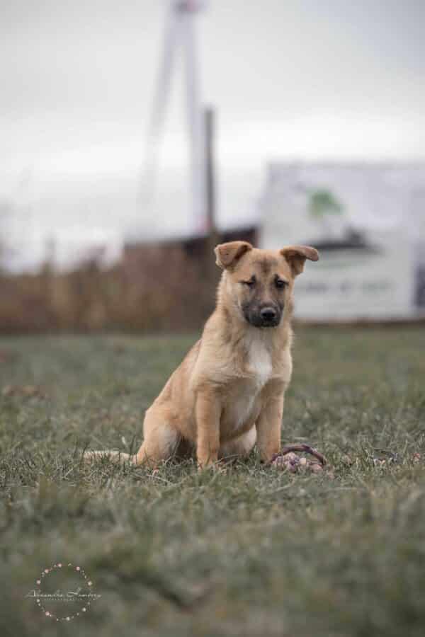 TAIKA (♀) in 52372 Kreuzau - vermittelt – Bild 3