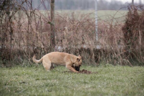 TAIKA (♀) in 52372 Kreuzau - vermittelt – Bild 6