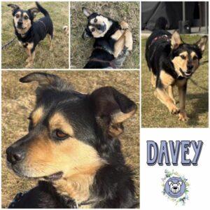 DAVEY (♂) in 96052 Bamberg - vermittelt