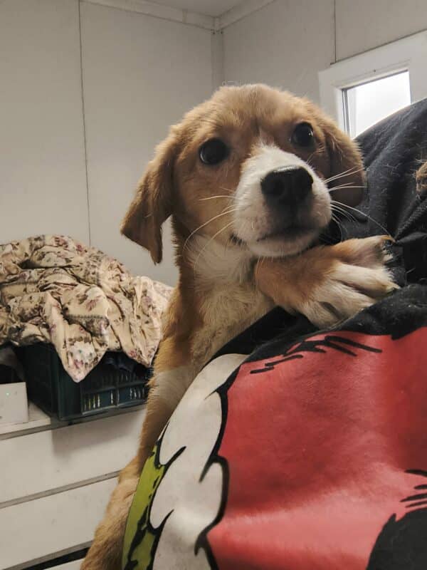 LEONE (♂) - ausgereist zur Tierhilfe Lebenswert DR 28.02.25 – Bild 4