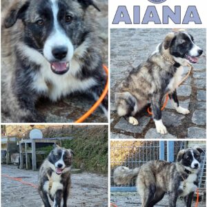 AIANA (♀) in 74214 Schöntal - vermittelt