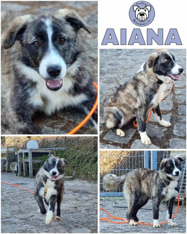AIANA (♀) in 74214 Schöntal - vermittelt