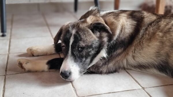 AIANA (♀) in 74214 Schöntal - vermittelt – Bild 8