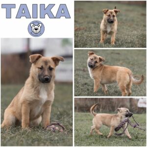 TAIKA (♀) in 52372 Kreuzau - vermittelt