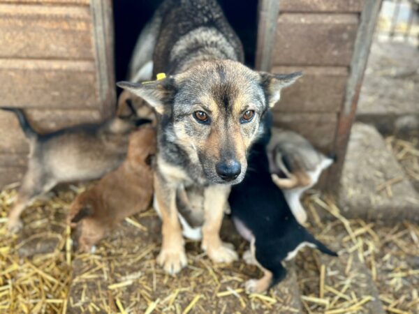 HETTI (♀) - ausgereist zu Vierbeiner in Not (AL) – Bild 4