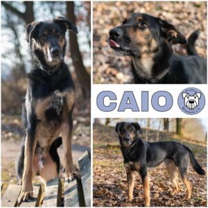CAIO (♂) in 21435 Stelle - RBB 08/2025