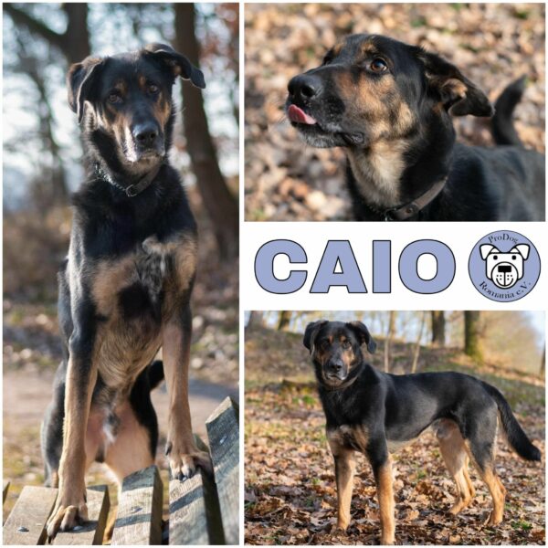 CAIO (♂) in 21435 Stelle - RBB 08/2025