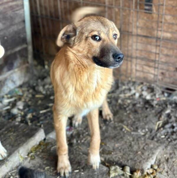 PICOLINO (♂) - ausgereist zur Hundescheune Flämig (AL) – Bild 4
