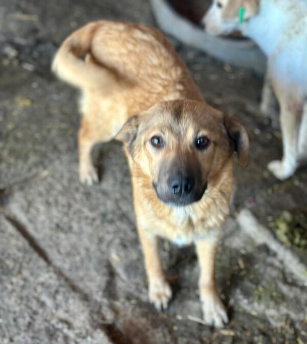PICOLINO (♂) - ausgereist zur Hundescheune Flämig (AL) – Bild 3