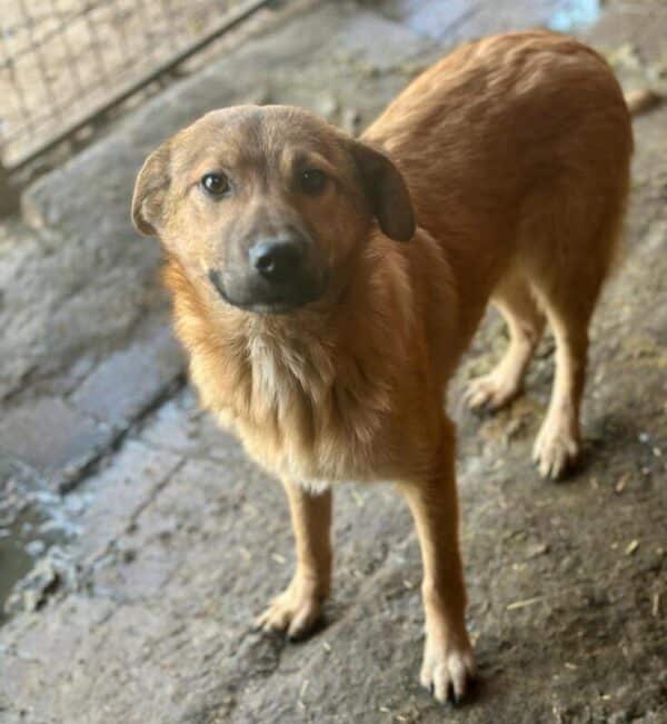 PICOLINO (♂) - ausgereist zur Hundescheune Flämig (AL) – Bild 2