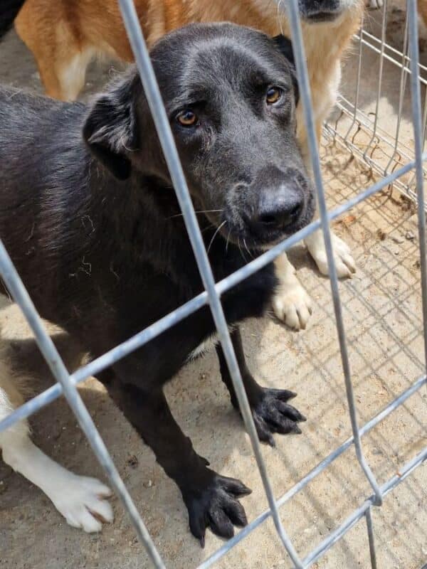 WINSTON (♂) - ausgereist zum TH Gelnhausen (AL) – Bild 2