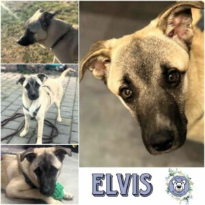 ELVIS (♂) in 66265 Heusweiler - vermittelt