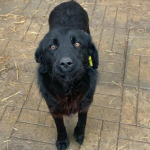 PINKY (♀) - auf PS im PLZ Bereich 38 (NE) - vermittelt