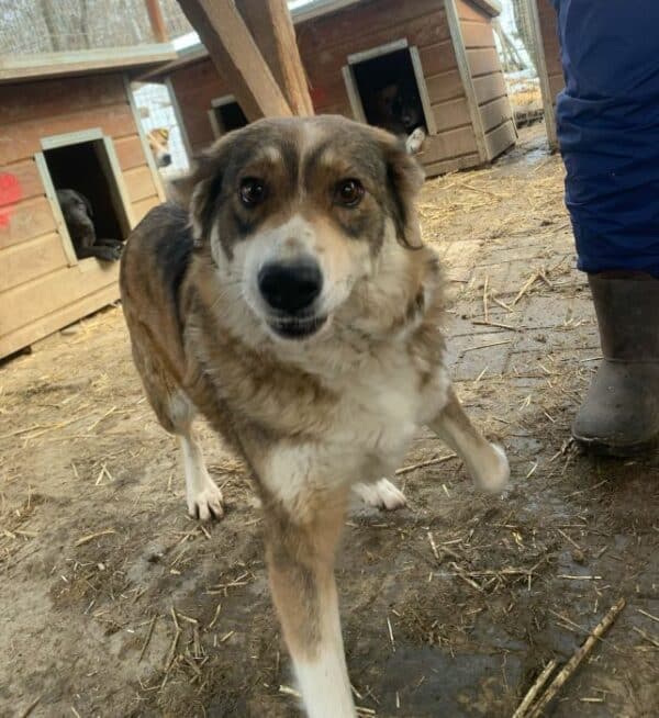 JUANITA (♀) - ausgereist zum TH Tuttlingen (AL) – Bild 9