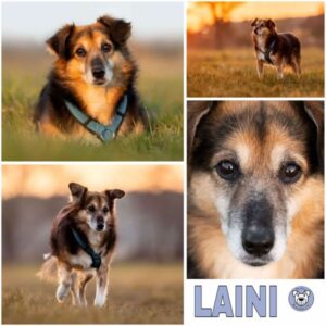 LAINI (♂) in 64354 Reinheim - vermittelt