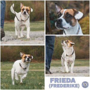 FRIEDA (FREDERIKE) (♀) in 42781 Haan