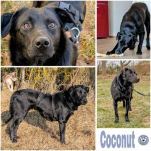 Coconut (♀) in 78713 Schramberg - vermittelt