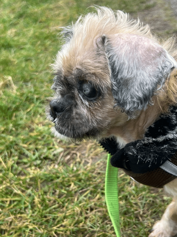 TARAH - Gnadenplatzhund seit dem 21.12.2024 - RBB 07/2025 – Bild 11